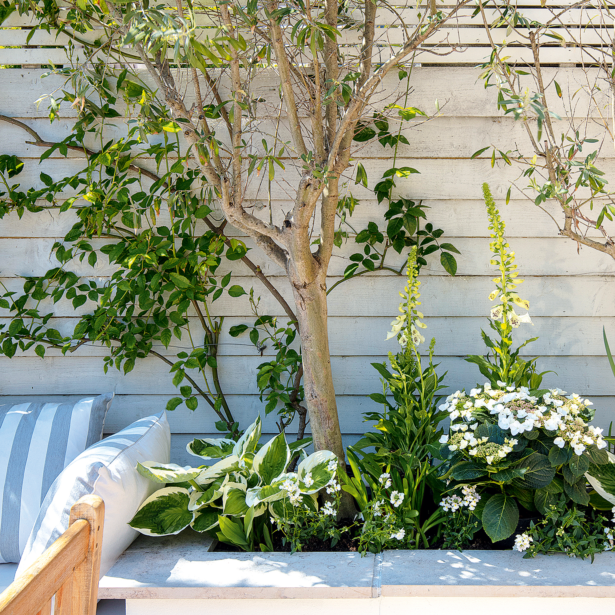 Raised bed with flowers, tree and climbing plant