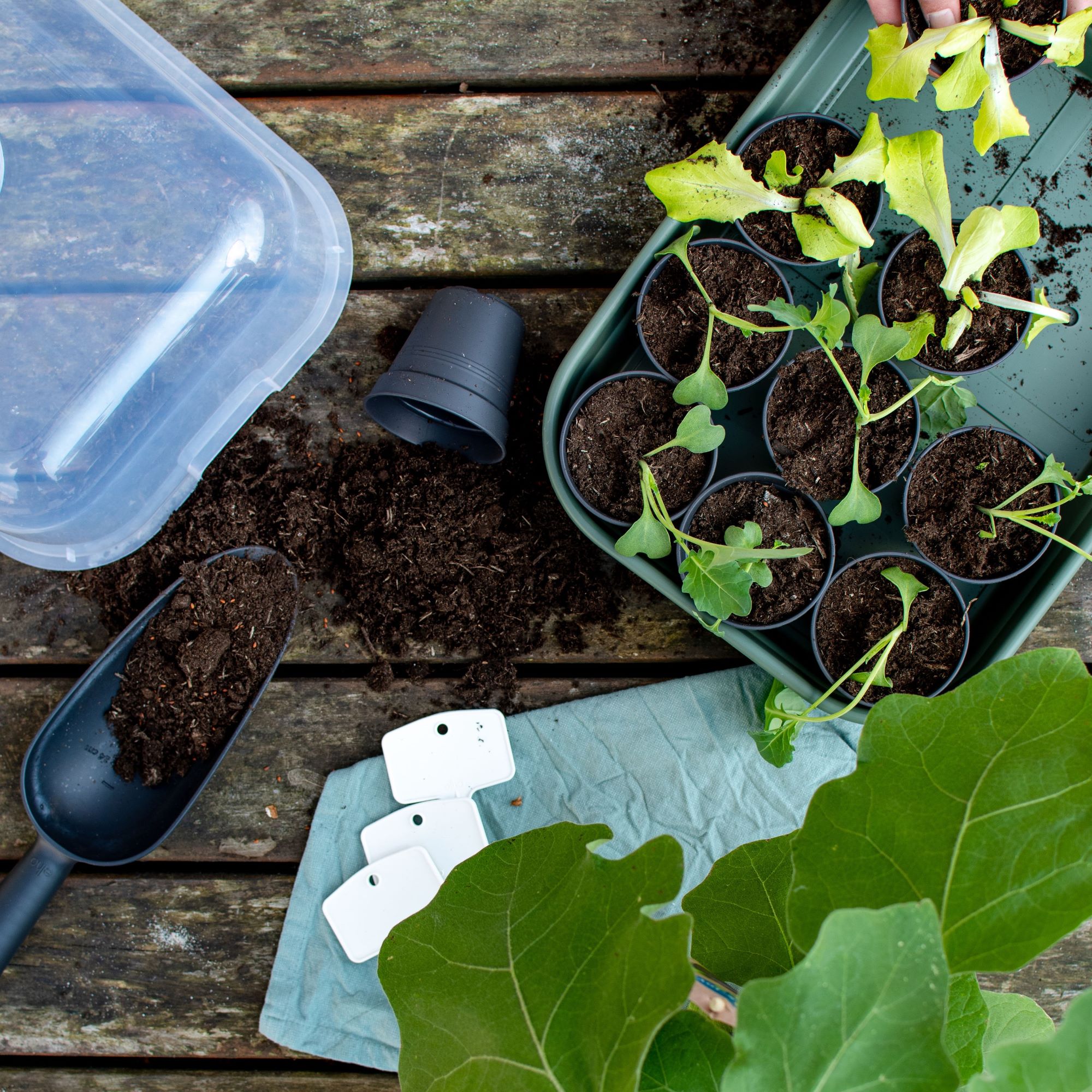 Table with soil and potted plants