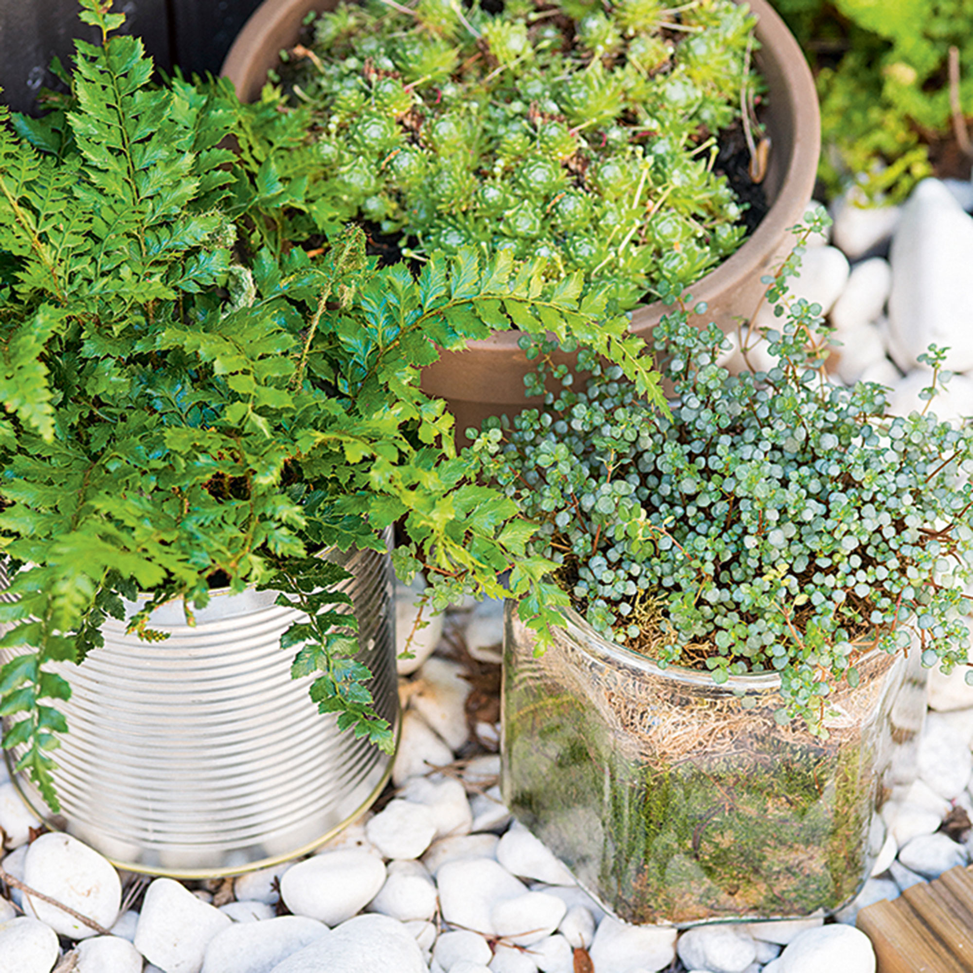 Potted plant with sea stone and blur backgroun