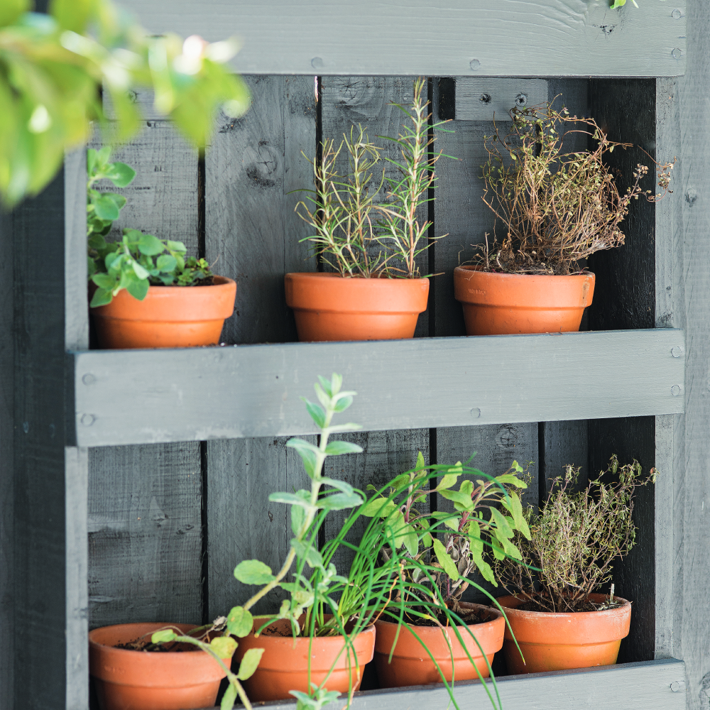 Wooden box with potted plants